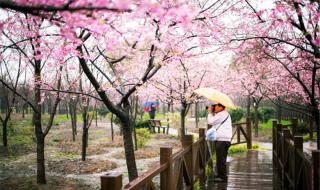 顾村公园看樱花什么时间最佳 顾村公园樱花节